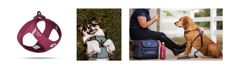 Pet Collars, Leads & Harnesses