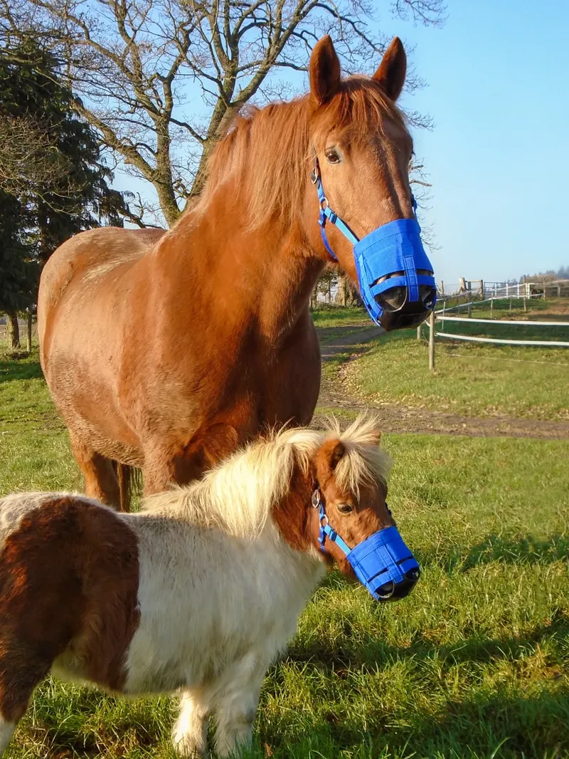 Ultimate Grazing Muzzle XL
