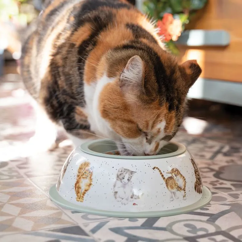 Cat Bowl-1