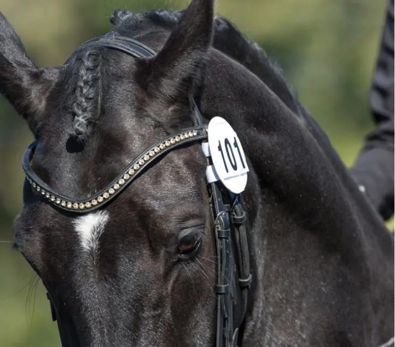 Competition Bridle numbers White 