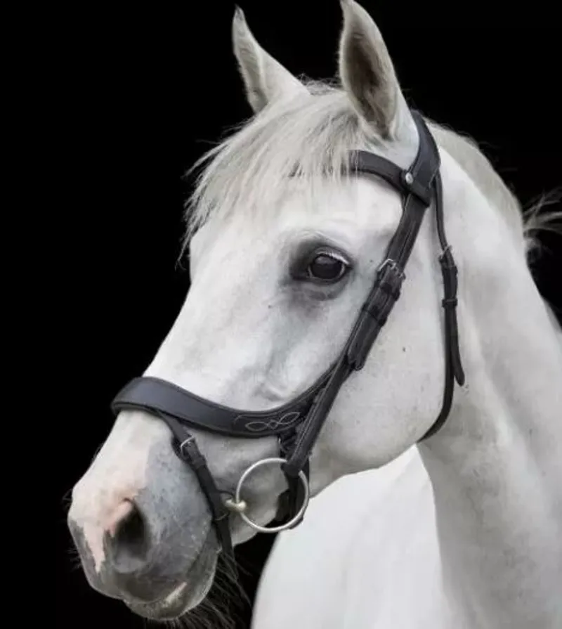 Eco Rider Freedom Comfort Bridle