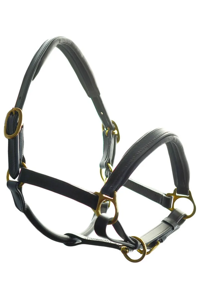 Padded Leather Headcollar Brown Extra Full Size