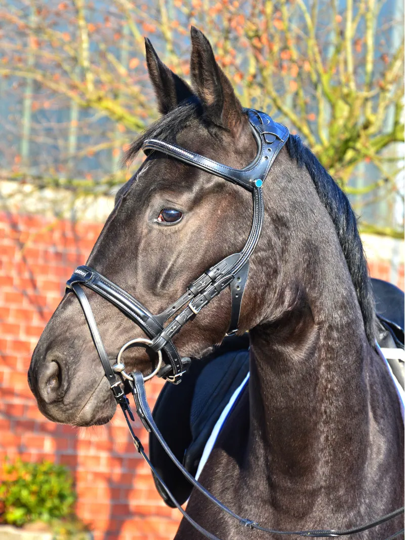 Stubben Freedom Bridle FS Ebony