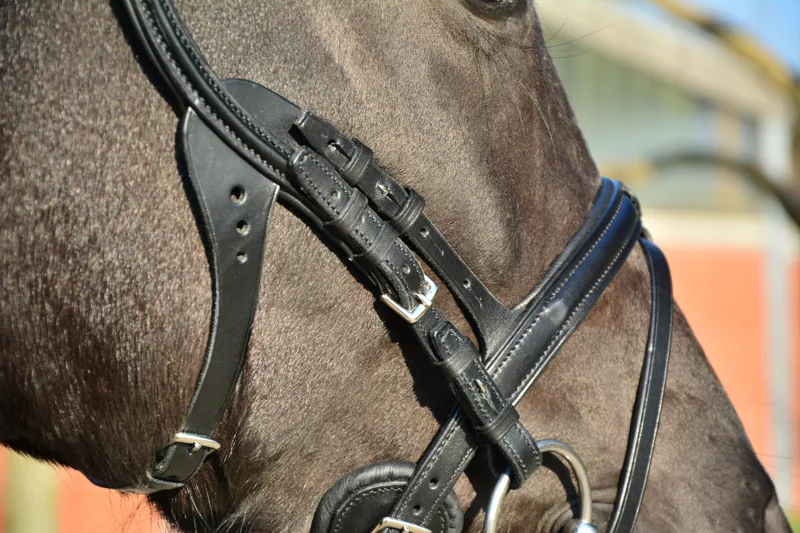 Stubben Freedom Bridle FS Ebony-2