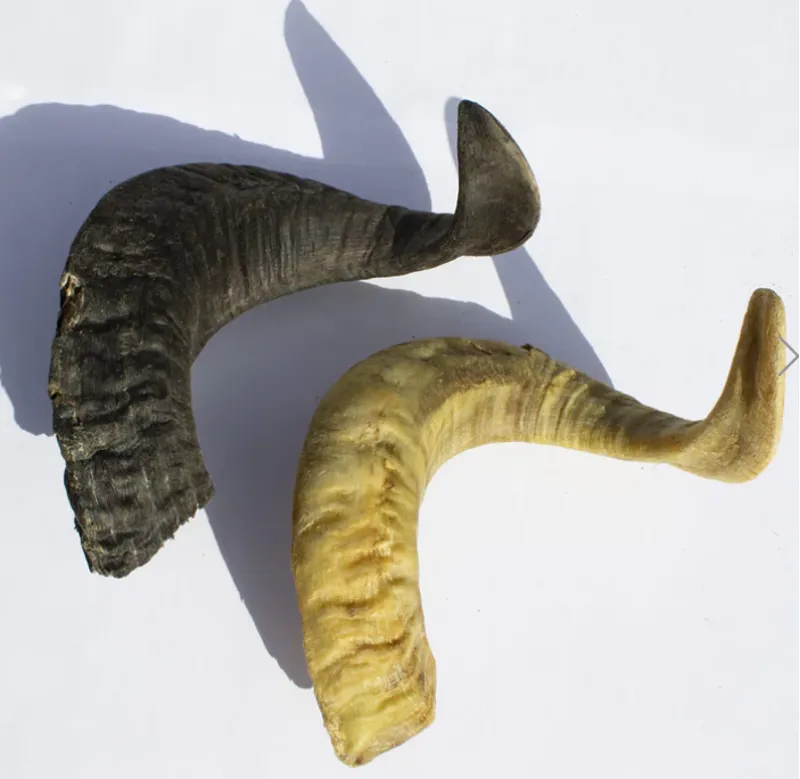 Pure and Natural Lamb Horn x1