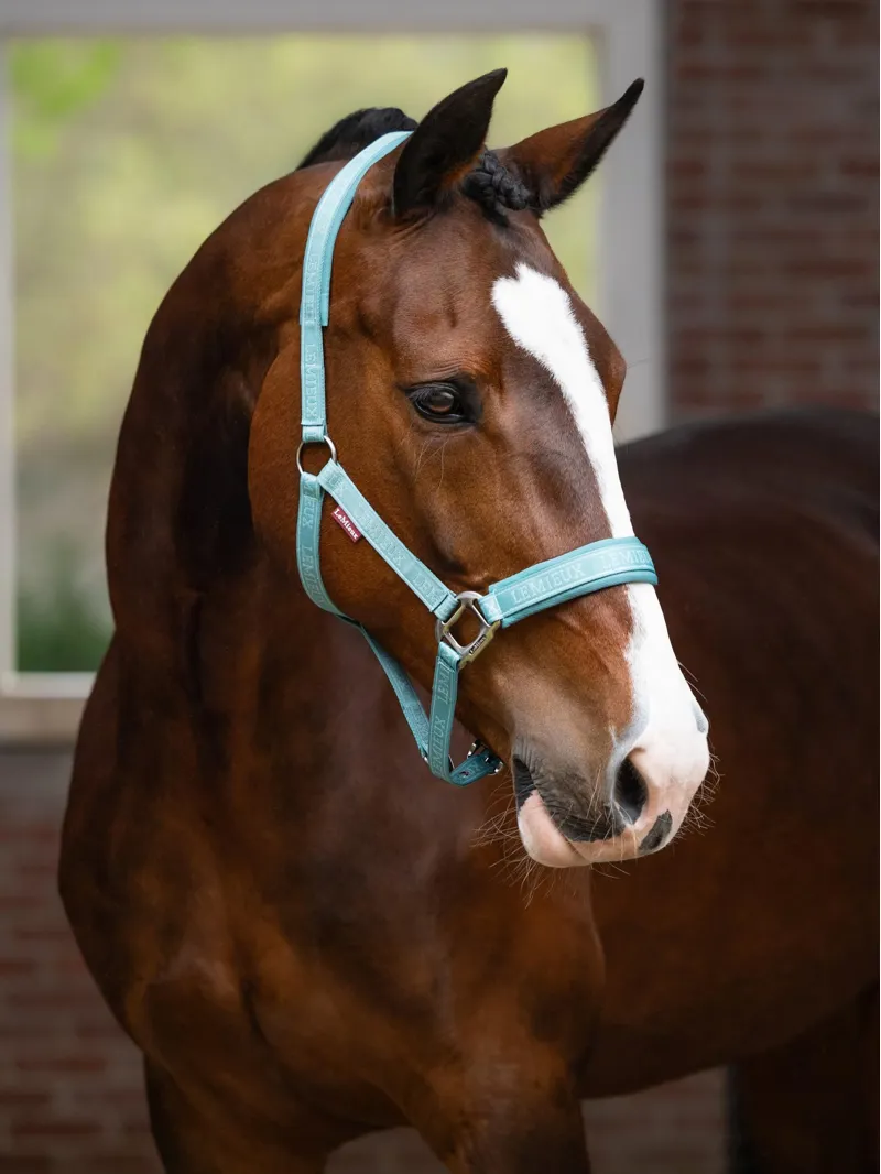 LeMieux Logo Headcollar Lagoon-1