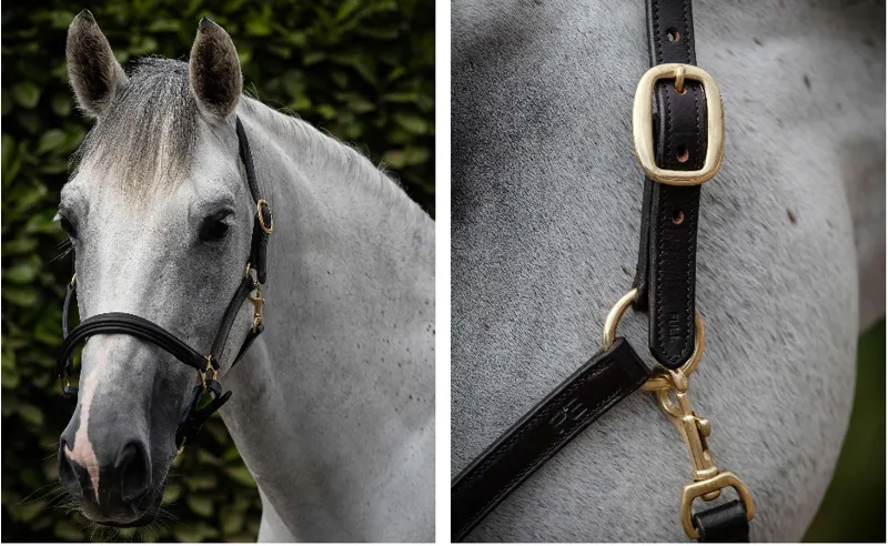 Premier Equine Padded Leather Head collar Cob Brn